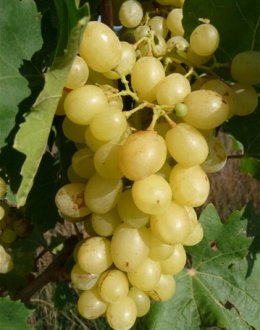 Uva - Uva Sublima Seedless